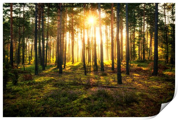 Sun beams shines in pine forest Print by eyecon 