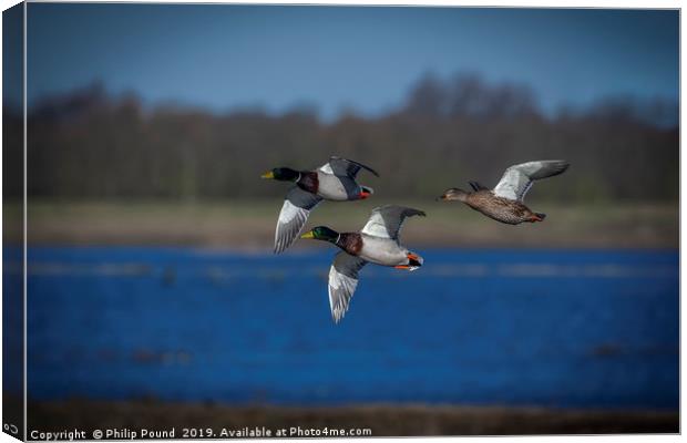 Mallard Ducks Flying  Canvas Print by Philip Pound