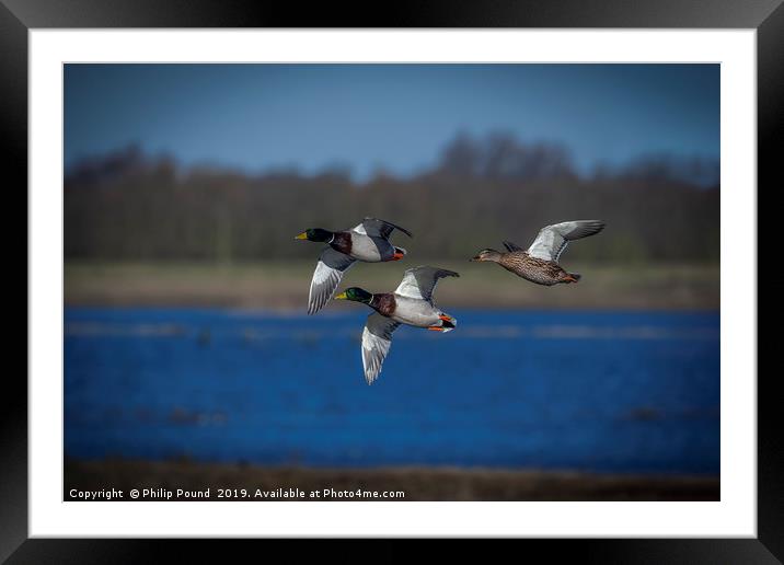 Mallard Ducks Flying  Framed Mounted Print by Philip Pound
