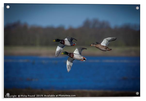 Mallard Ducks Flying  Acrylic by Philip Pound