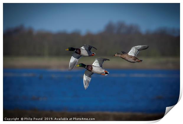 Mallard Ducks Flying  Print by Philip Pound