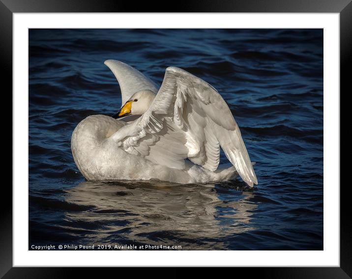 Whooper Swan Framed Mounted Print by Philip Pound