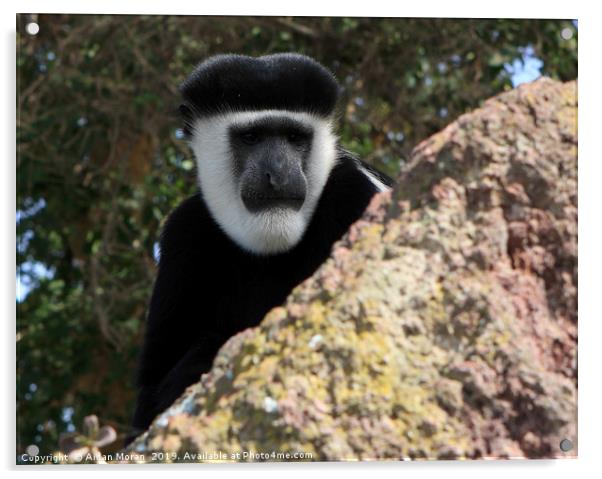 Black And White Colobus Monkey    Acrylic by Aidan Moran