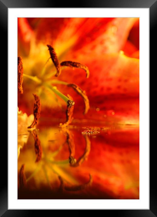 Lily Framed Mounted Print by Dawn Cox