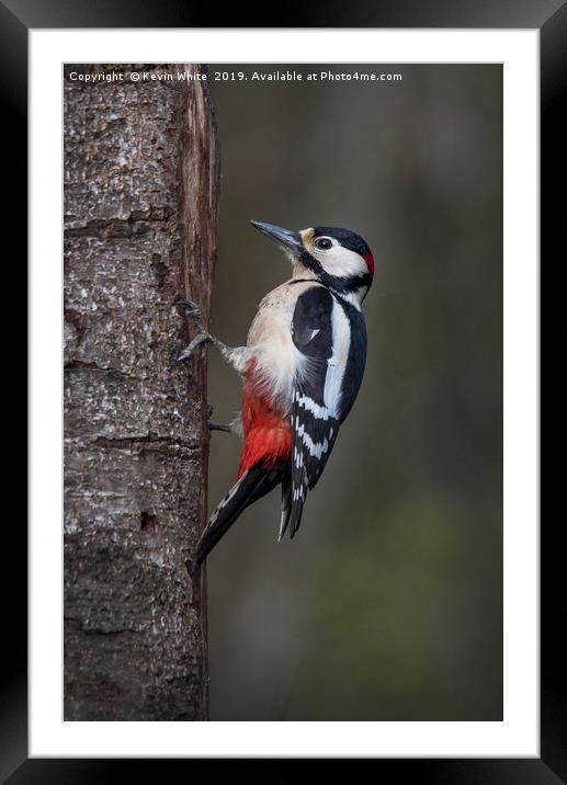 Great Spotted Woodpecker Framed Mounted Print by Kevin White