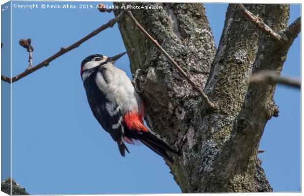 Great spotted woodpecker Canvas Print by Kevin White