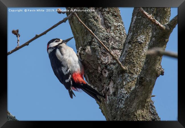 Great spotted woodpecker Framed Print by Kevin White