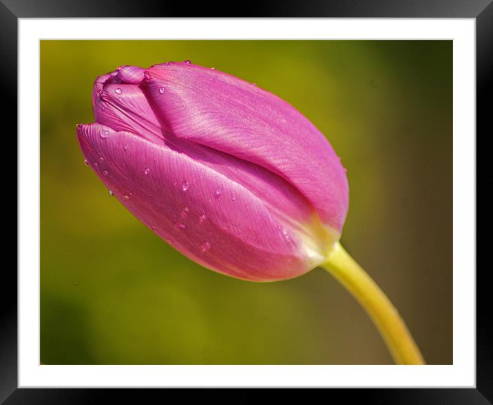 tulip in the sun Framed Mounted Print by Dawn Cox