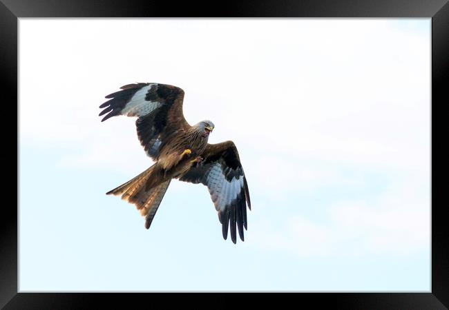 Red Kite ready to pounce Framed Print by Richard Long