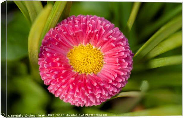 Bellis daisy flower close up in spring time Canvas Print by Simon Bratt LRPS