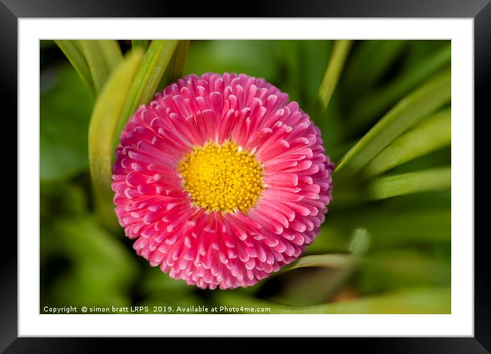 Bellis daisy flower close up in spring time Framed Mounted Print by Simon Bratt LRPS