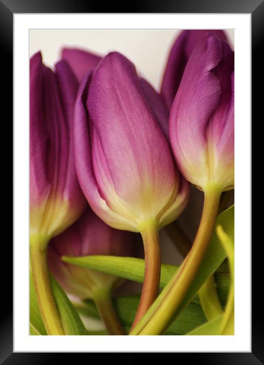 purple tulips Framed Mounted Print by Dawn Cox
