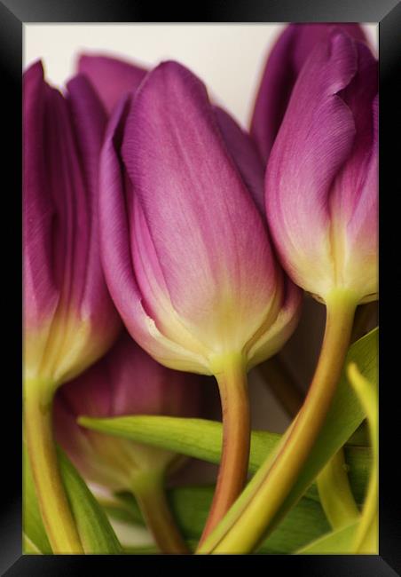 purple tulips Framed Print by Dawn Cox