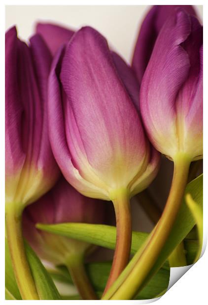 purple tulips Print by Dawn Cox