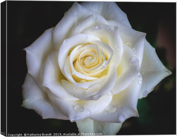 White Rose after rain Canvas Print by KB Photo