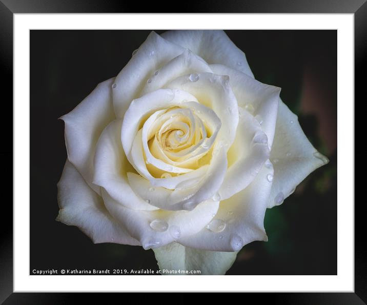 White Rose after rain Framed Mounted Print by KB Photo