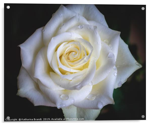 White Rose after rain Acrylic by KB Photo