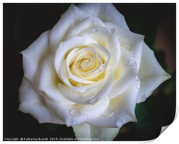 White Rose after rain Print by KB Photo