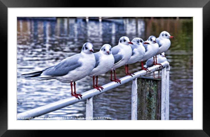 Six Seagulls on a handrail beside the water. Framed Mounted Print by Richard Smith