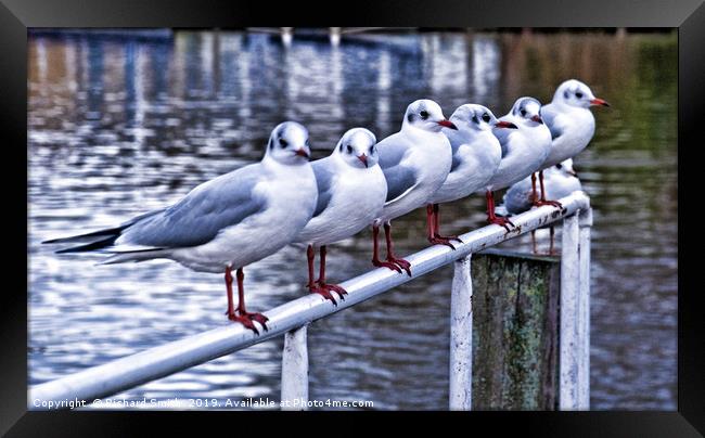 Six Seagulls on a handrail beside the water. Framed Print by Richard Smith