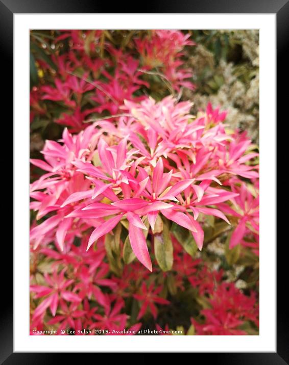 Forest flame - Pieris shrub  Framed Mounted Print by Lee Sulsh