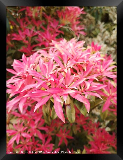 Forest flame - Pieris shrub  Framed Print by Lee Sulsh