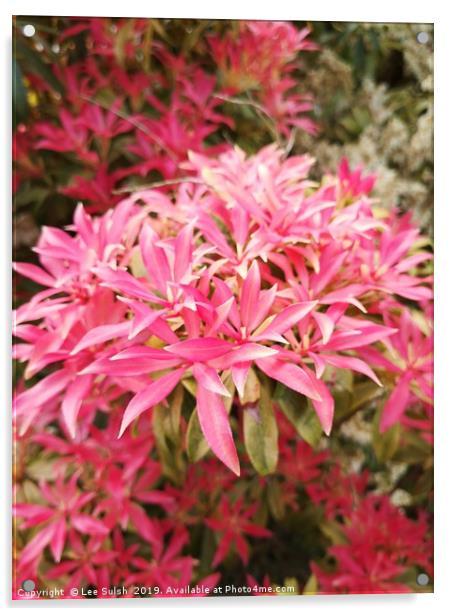 Forest flame - Pieris shrub  Acrylic by Lee Sulsh