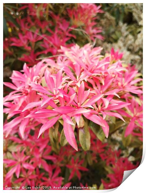 Forest flame - Pieris shrub  Print by Lee Sulsh