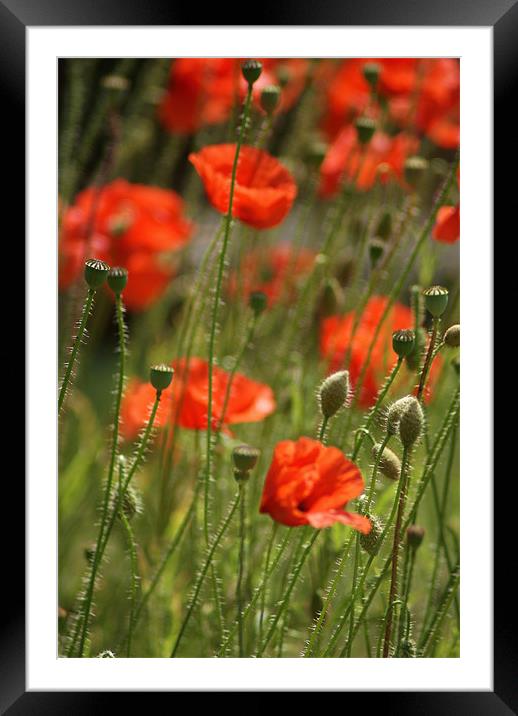poppy field Framed Mounted Print by Dawn Cox