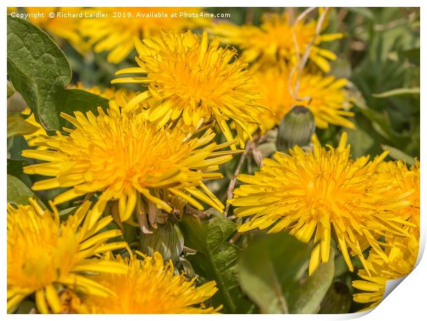 Flowering Dandelions Closeup Print by Richard Laidler