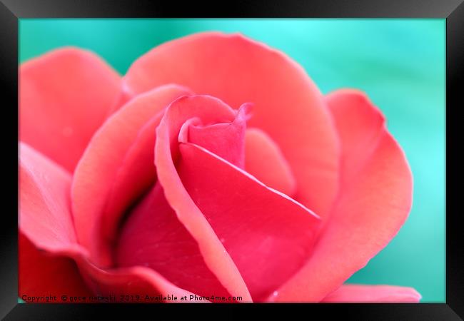 red rose flower close up Framed Print by goce risteski