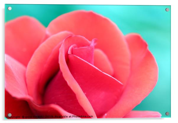 red rose flower close up Acrylic by goce risteski