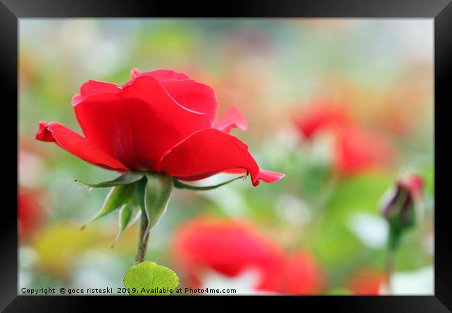 red rose flower Framed Print by goce risteski