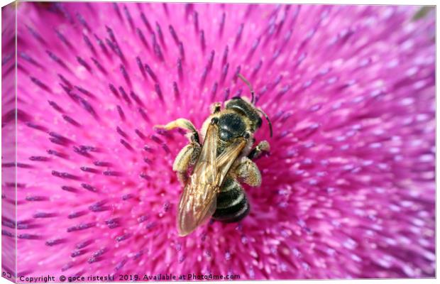 bee on flower close up nature background Canvas Print by goce risteski