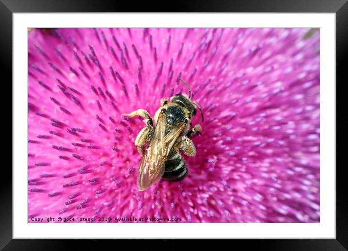 bee on flower close up nature background Framed Mounted Print by goce risteski