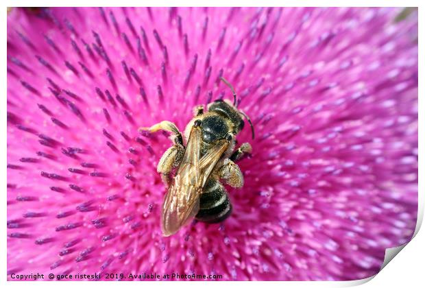 bee on flower close up nature background Print by goce risteski
