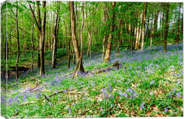 Bluebells at Milton Abbas Woods Canvas Print by Paul Brewer