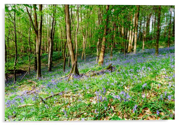 Bluebells at Milton Abbas Woods Acrylic by Paul Brewer