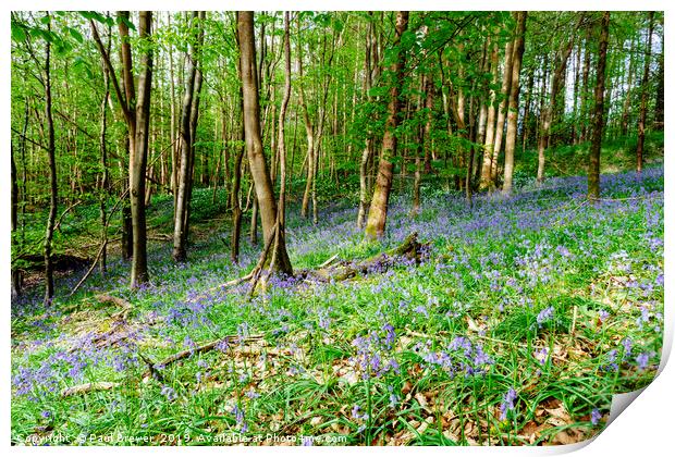 Bluebells at Milton Abbas Woods Print by Paul Brewer