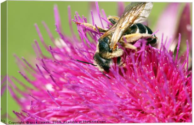 bee on flower summer season Canvas Print by goce risteski