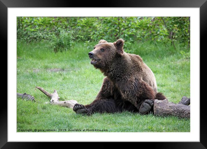 brown bear sitting on field Framed Mounted Print by goce risteski
