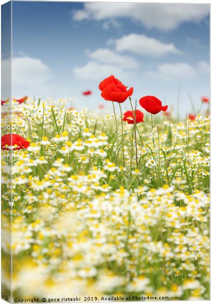 chamomile and poppy flower meadow Canvas Print by goce risteski