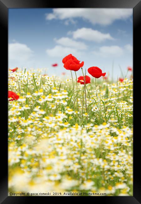 chamomile and poppy flower meadow Framed Print by goce risteski