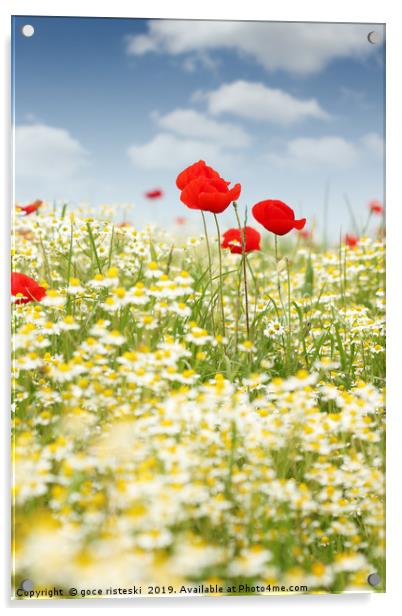 chamomile and poppy flower meadow Acrylic by goce risteski