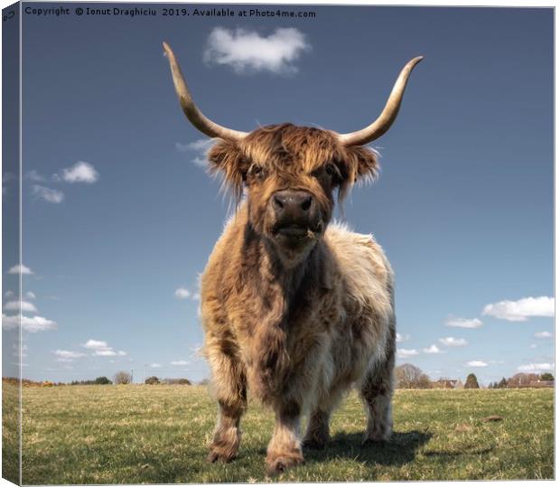 Scottish highland cow Canvas Print by Ionut Draghiciu