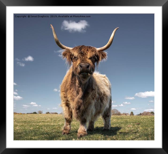 Scottish highland cow Framed Mounted Print by Ionut Draghiciu
