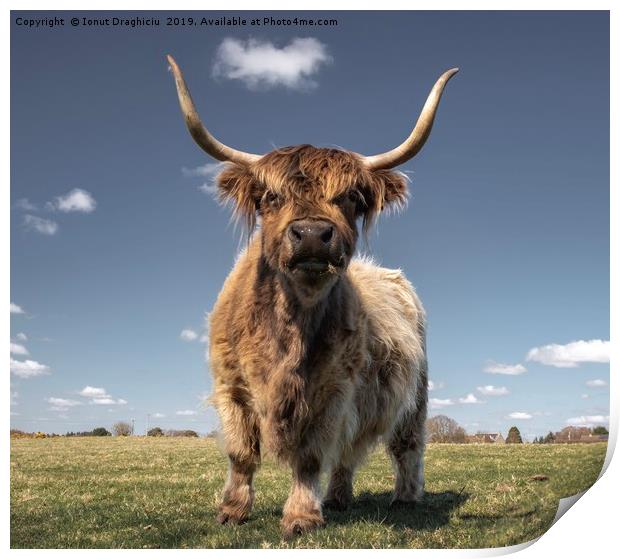 Scottish highland cow Print by Ionut Draghiciu