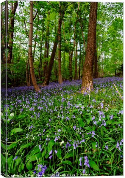 Bluebells in Milton Abbas Woods Canvas Print by Paul Brewer