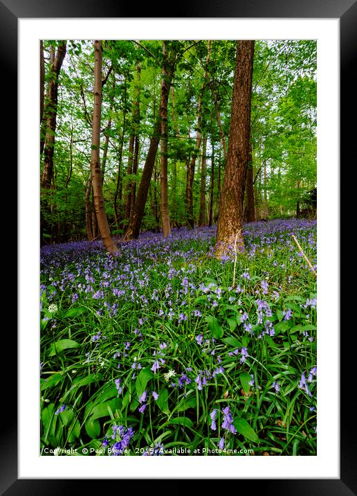 Bluebells in Milton Abbas Woods Framed Mounted Print by Paul Brewer