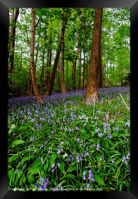 Bluebells in Milton Abbas Woods Framed Print by Paul Brewer